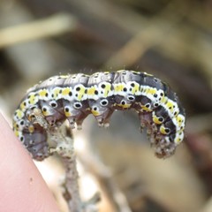 Sympistis perscripta