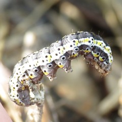 Sympistis perscripta