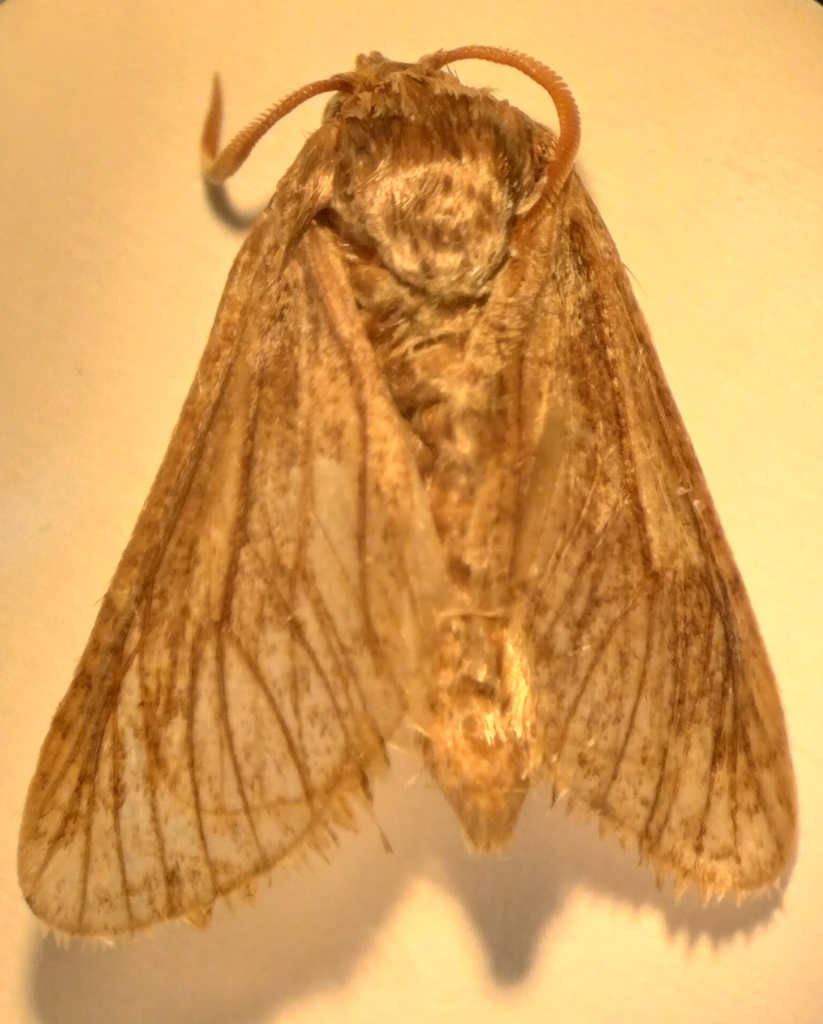 Eremocossus vaulogeri