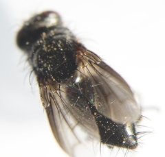 Periscepsia carbonaria