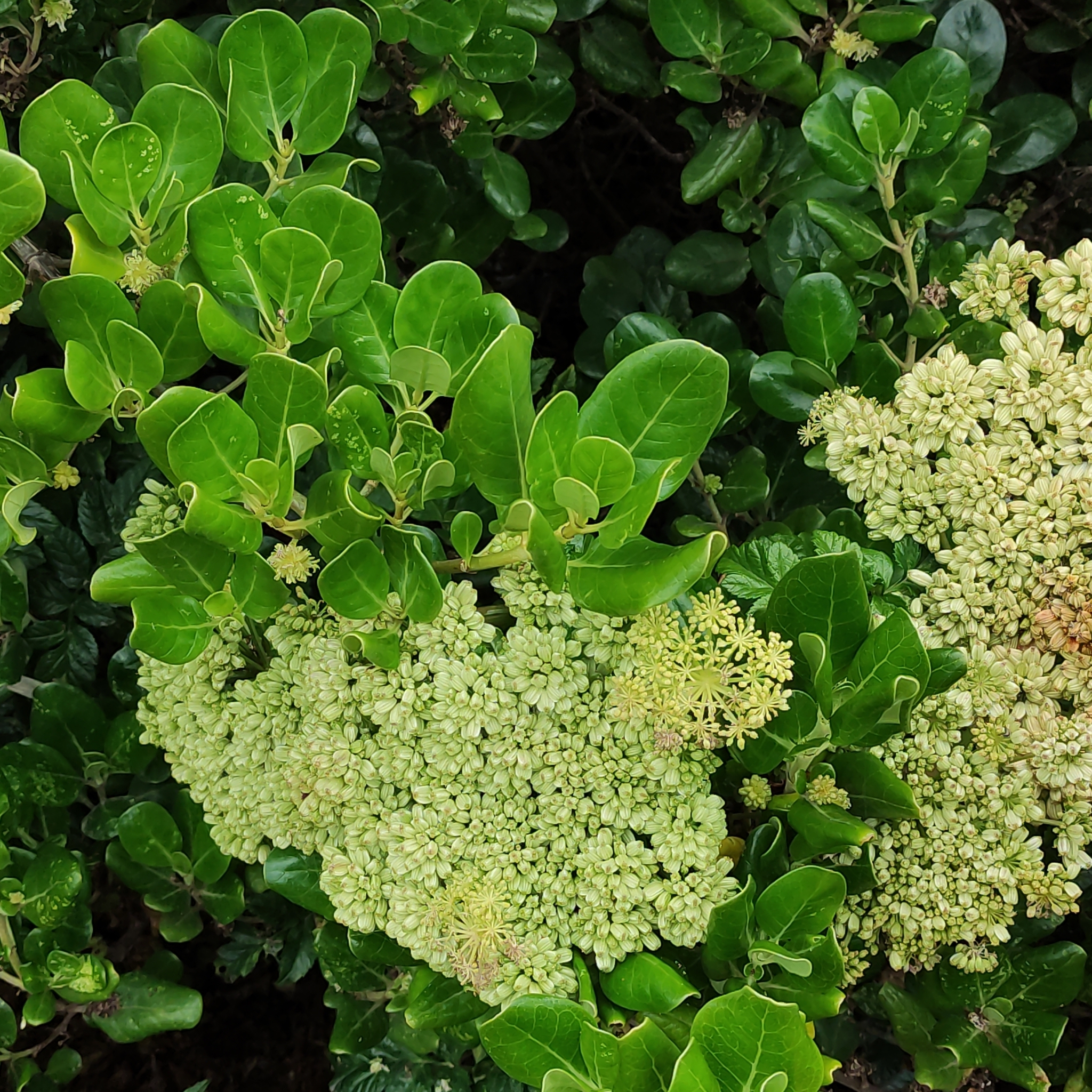 Imagem de coprosma