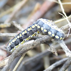 Sympistis perscripta