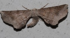 Parepisparis excusata