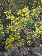 Odontarrhena tortuosa, photograph Елена Патерикина, CC BY, iNaturalist via GBIF