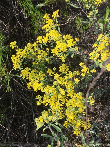 Odontarrhena tortuosa, photograph 4