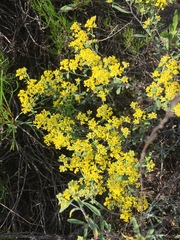 Odontarrhena tortuosa, photograph Елена Патерикина, CC BY, iNaturalist via GBIF