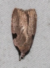 Zonopetala quadripustulella