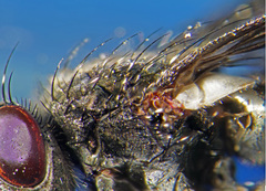 Periscepsia carbonaria