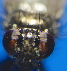 Periscepsia carbonaria