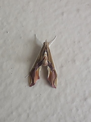 Agathodes designalis