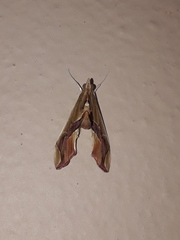 Agathodes designalis