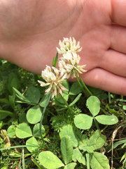 Trifolium repens