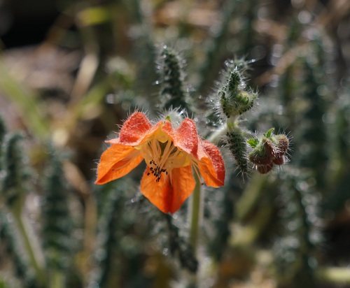 Caiophora pentlandii (Caiophora pentlandii)