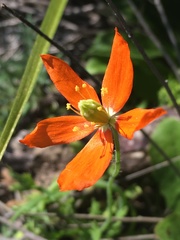 Papaver californicum