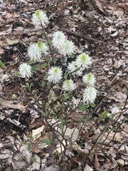 Fothergilla ×intermedia