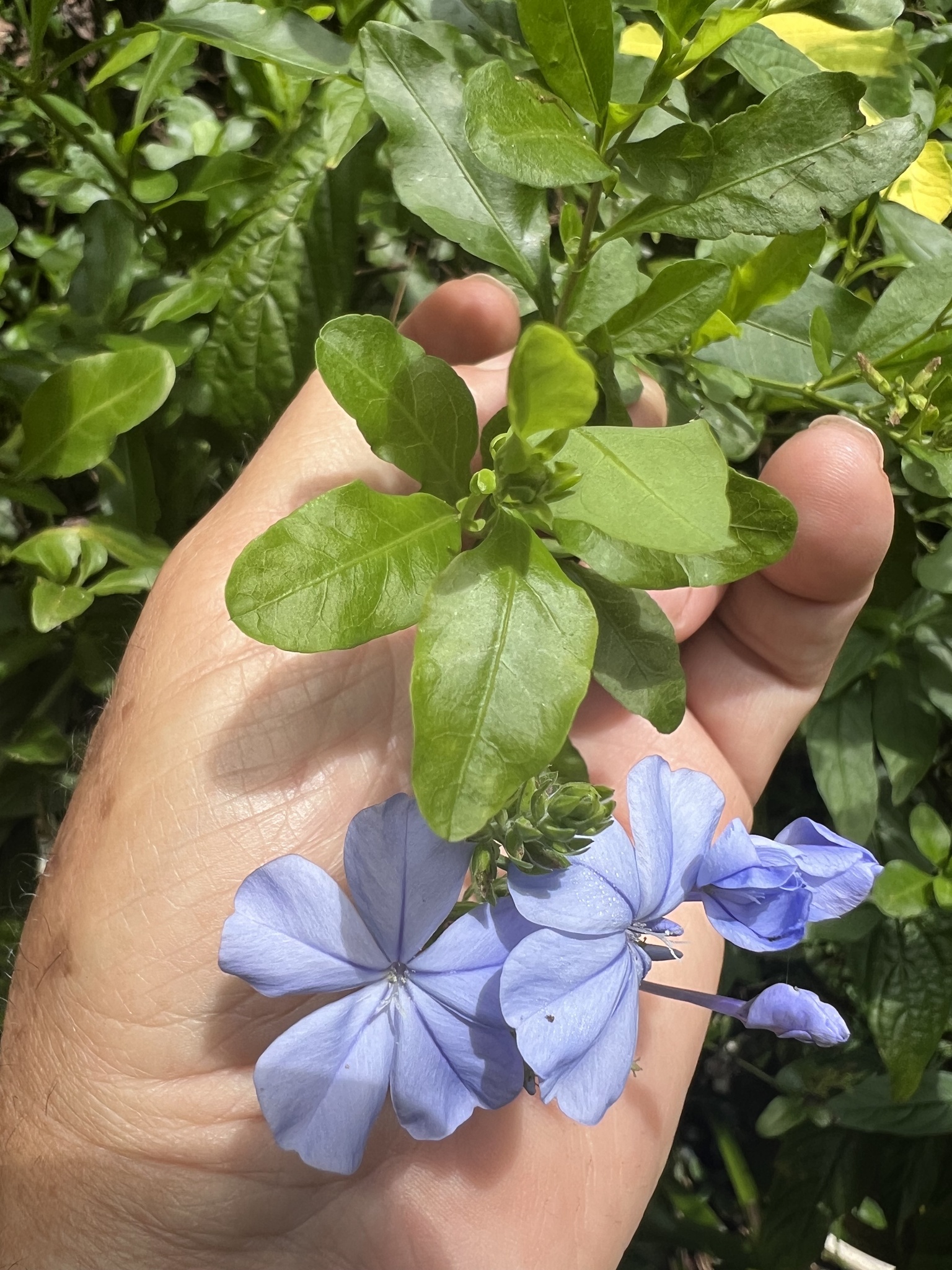 Imagem de Jasmim-azul
