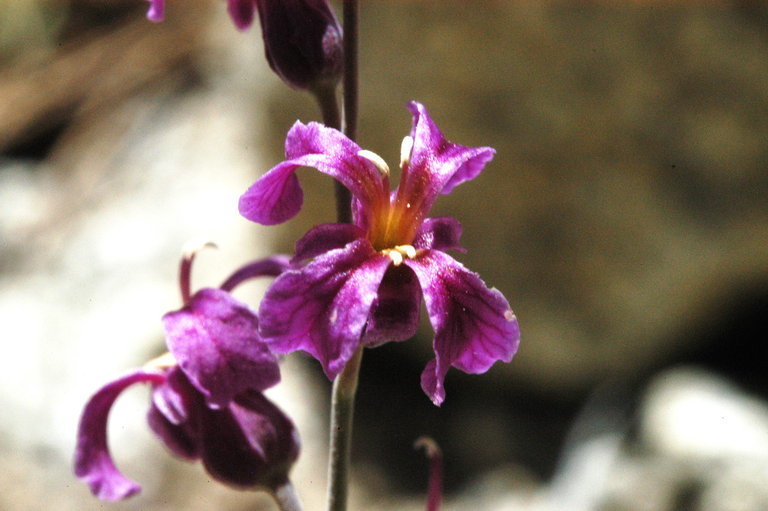 Streptanthus fenestratus
