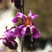 Streptanthus fenestratus - Photo (c) 2012 Gary A. Monroe, algunos derechos reservados (CC BY-NC)