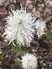 Fothergilla ×intermedia
