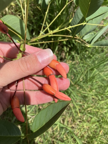 Foto de Corticeira