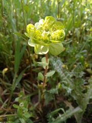 Euphorbia helioscopia image