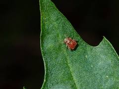 Coridromius chenopoderis
