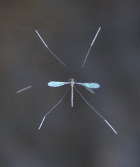 Thrypticomyia nigeriensis