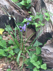 Hyacinthoides hispanica