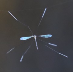 Thrypticomyia nigeriensis