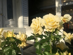 Rosa