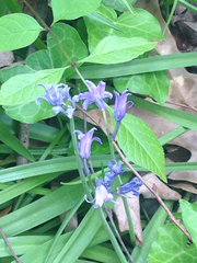 Hyacinthoides hispanica