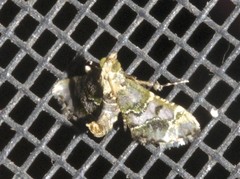 Arescoptera haplocala