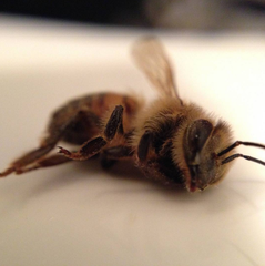 Apis mellifera