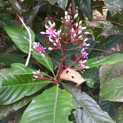 Ardisia pyramidalis observed 2024-01-05