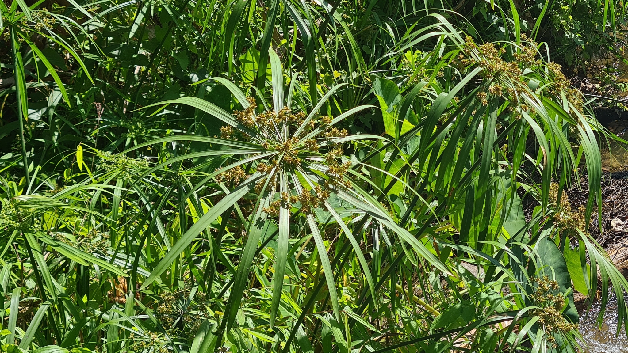 Imagem de Junco-d'água