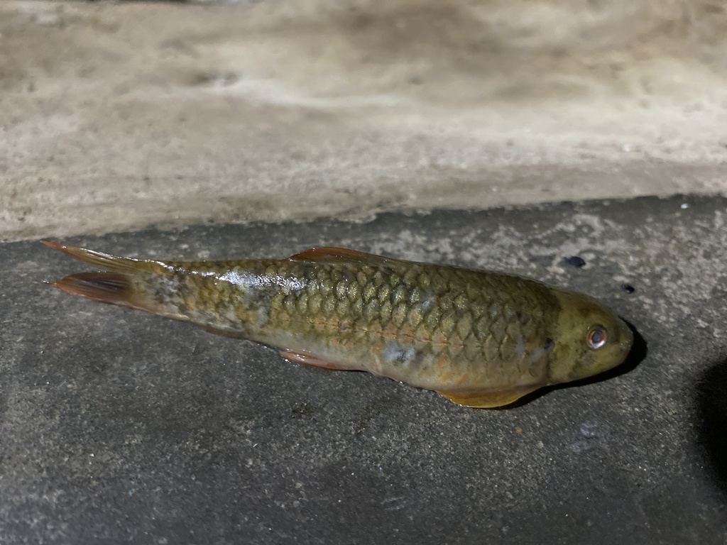 Garra arupi