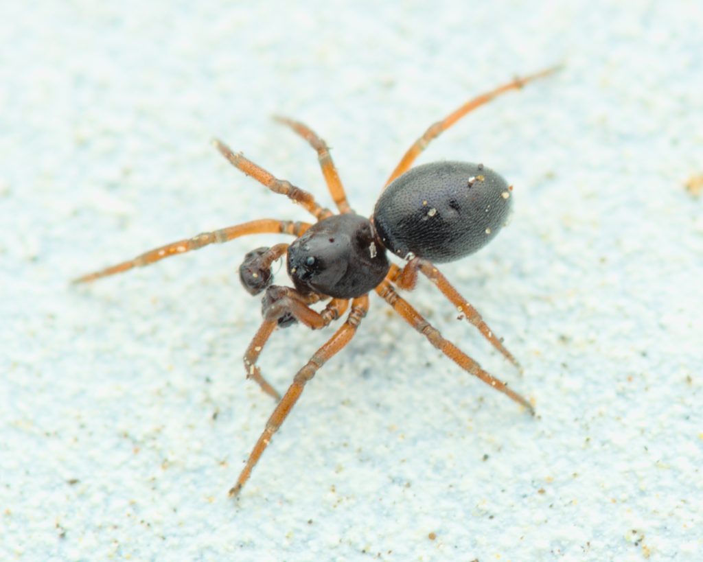 Silometopus curtus