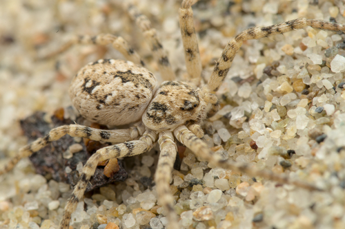 Sand Running Spider, Bouches-du-Rhône, Provence-Alpes-Côte d'Azur, FR, photo 5 of 10