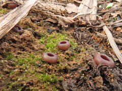 Geoscypha violacea