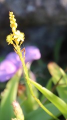 Bulbine latifolia latifolia