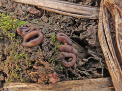 Geoscypha violacea