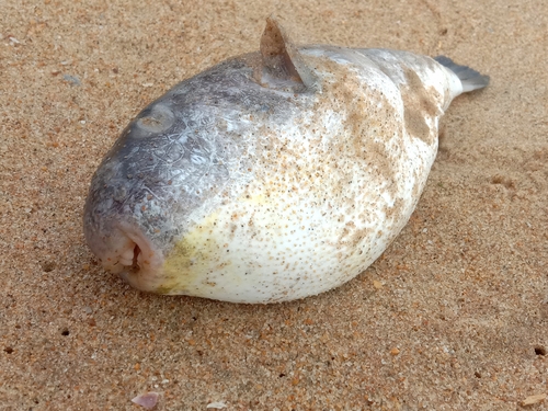 Effen kogelvis (Arothron immaculatus) — Tetraodontidae — 2