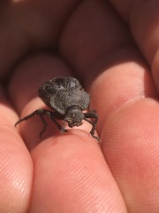 Microschatia inaequalis