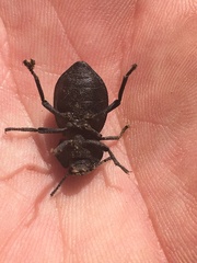 Microschatia inaequalis