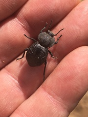 Microschatia inaequalis