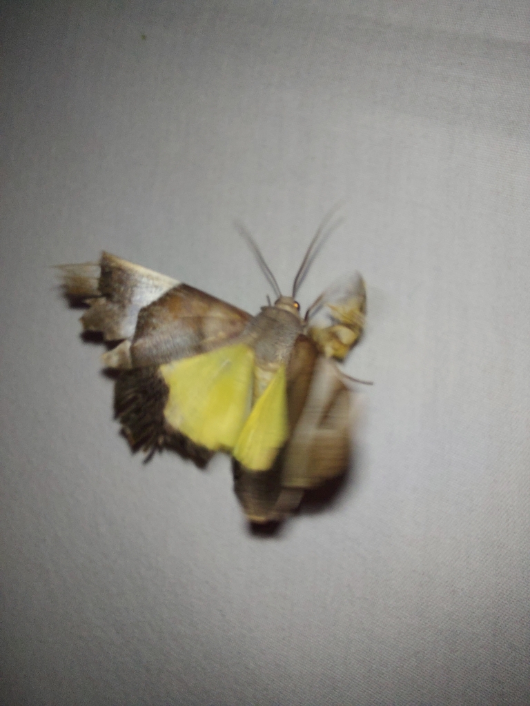 Niceteria macrocosma from Lal Lal VIC 3352, Australia on January 5