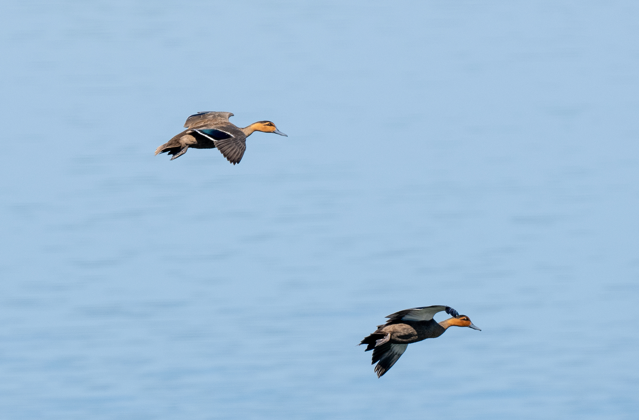 Philippine Duck (Anas luzonica), photo 3