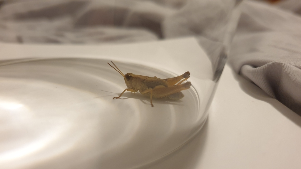 Wingless Grasshopper In January 2024 By Amy INaturalist   Large 