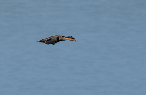 Philippine Duck (Anas luzonica), photo 10