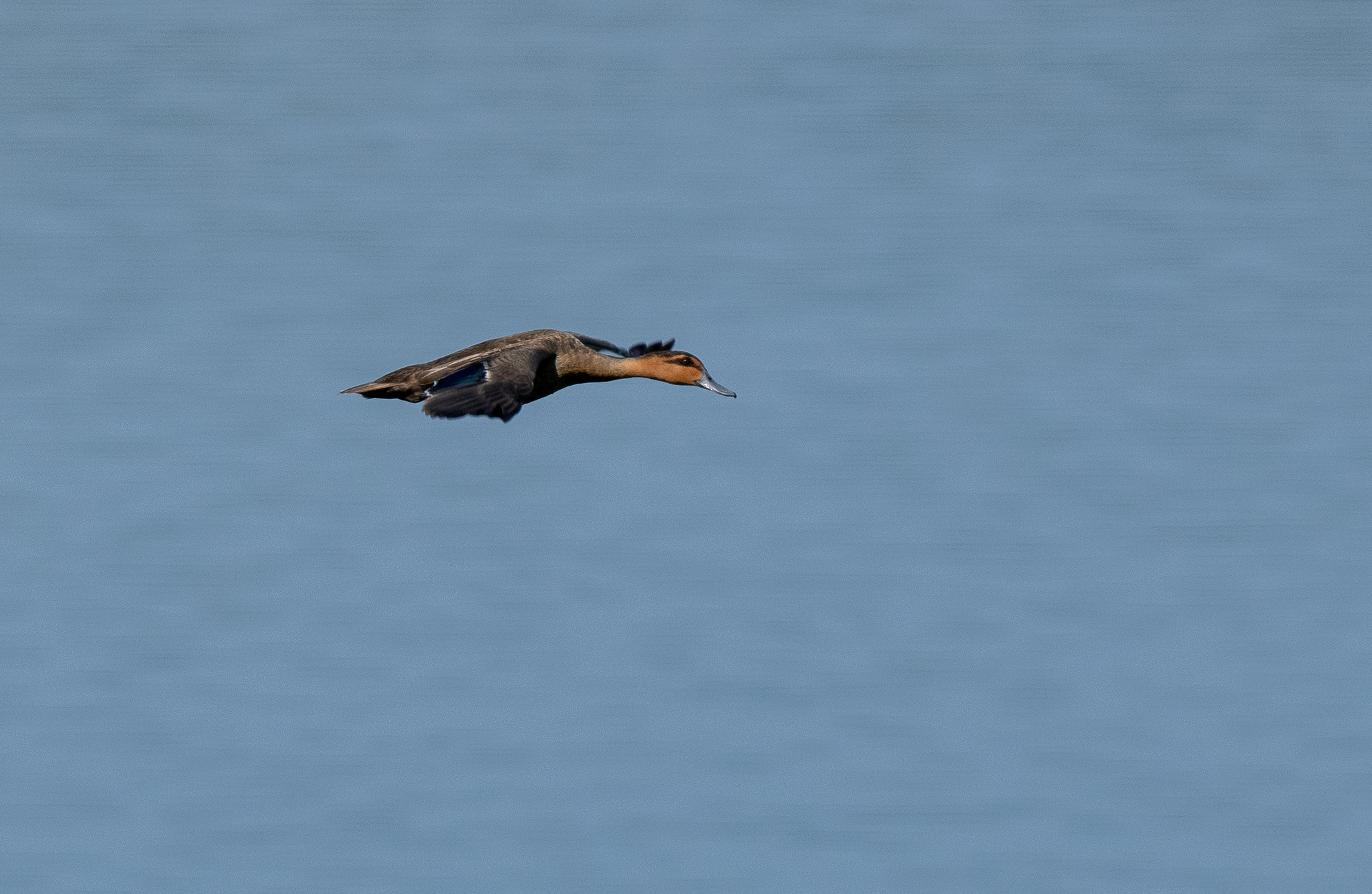 Philippine Duck (Anas luzonica), photo 10